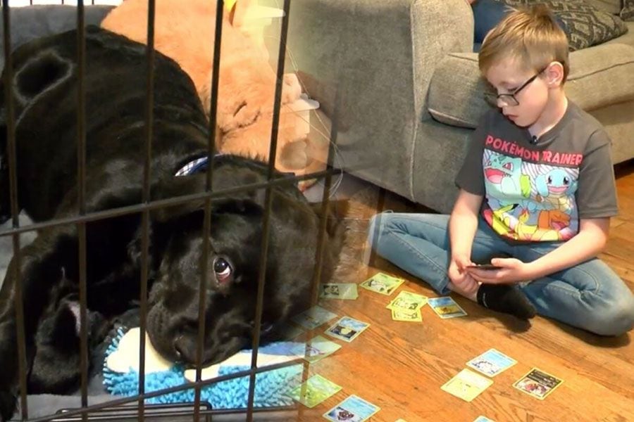 Niño vendió sus cartas Pokémon para operar a su perrito