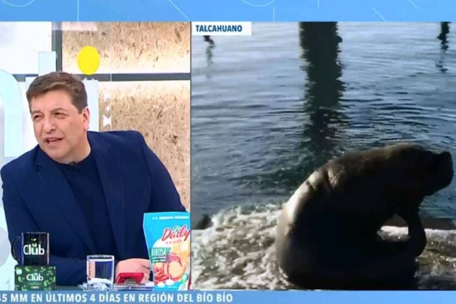 "Aprovechamos el despacho...": Sernapesca alzó la voz por "mala práctica" en matinal de CHV