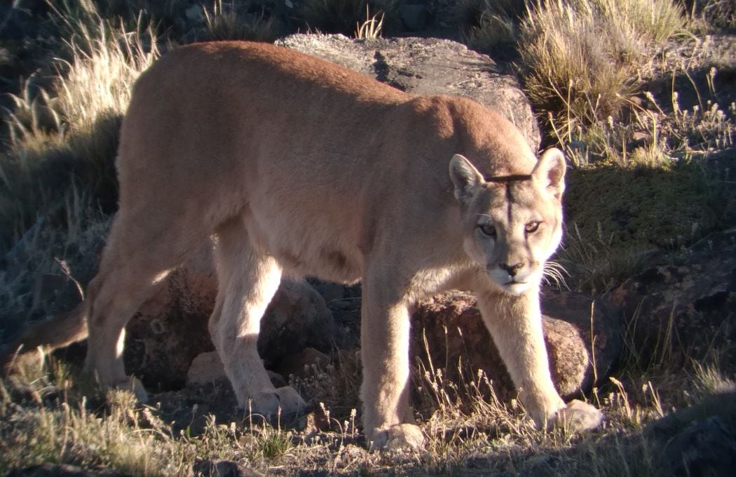 Puma portada