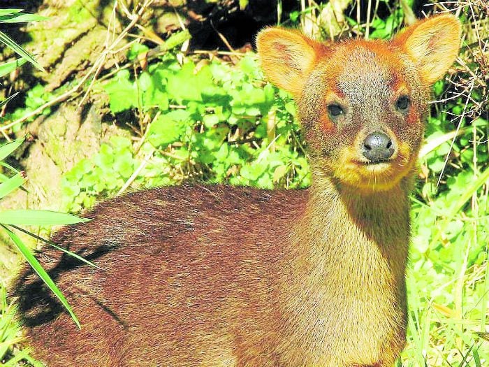 SAG y PDI indagan caso: Repudio por tonto que mató a pudú y se lo comió