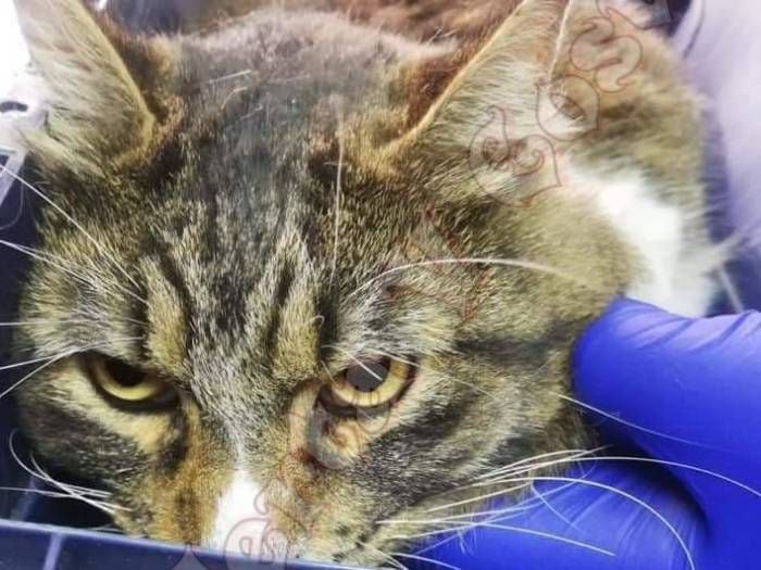 "Fue espantoso": desalmados desollaron vivo a un gatito en Viña del Mar