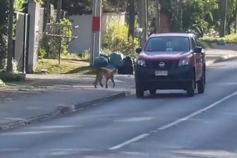 Otro puma en Las Condes: está en las cercanías de la casa del Presidente Piñera