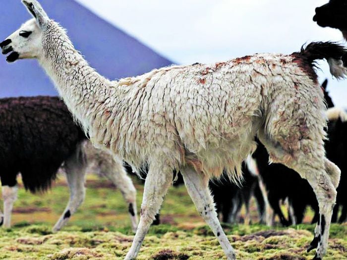 En las llamas estaría el secreto para derrotar a la gripe