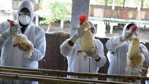 Por múltiples brotes de gripe aviar: sacrifican un millón de pollos en Japón