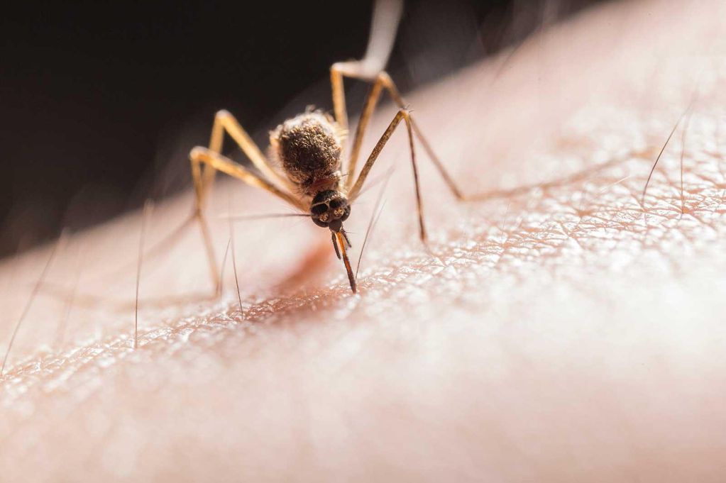 Mosquito de dengue.