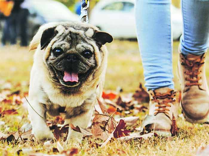 Maxi, el pug adicto al alcohol, fue adoptado por el alcalde de La Florida