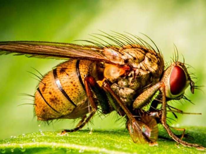 Personal del SAG detecta mosca de la fruta en Renca