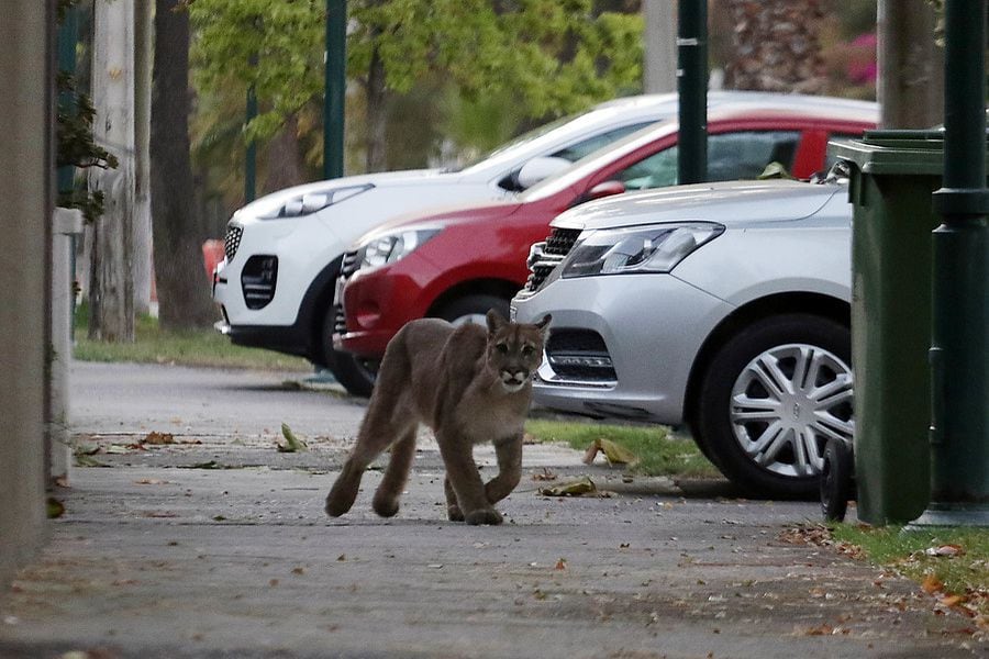 Personal del SAG capturó a puma que transitó por Ñuñoa y Providencia