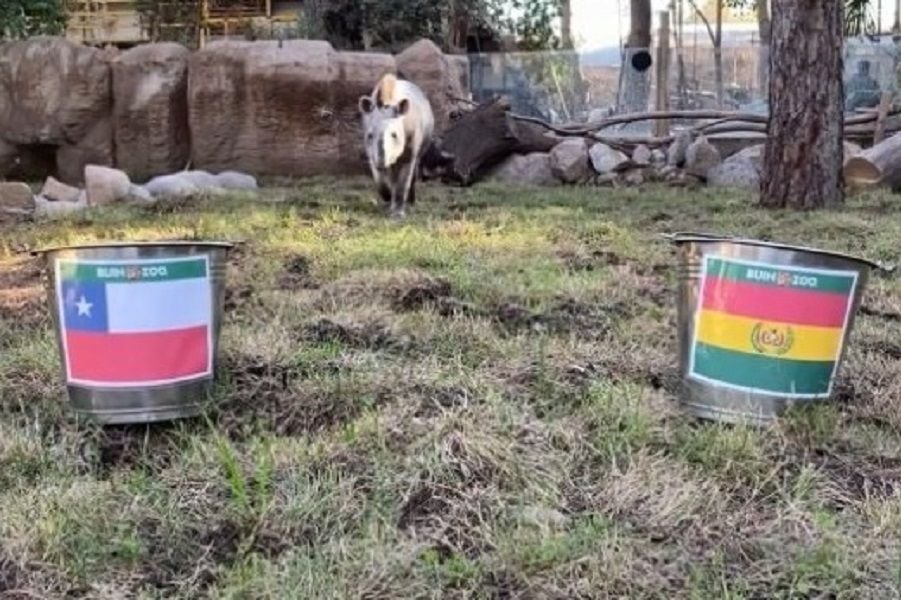 Tapir "Manolo" da como ganadora a La Roja frente a Bolivia