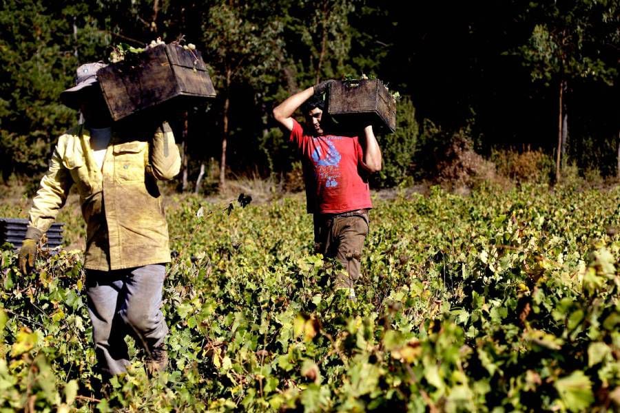 Llaman a postular a más de 5 mil puestos de trabajo en el sector agrícola: revisa las remuneraciones