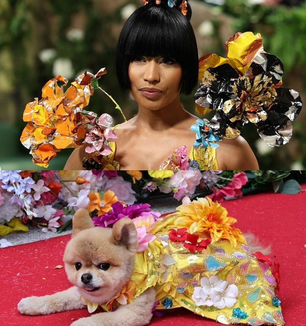 Perrito recreando el look de Nicki Minaj - Foto Instagram @hollywoodreporter
