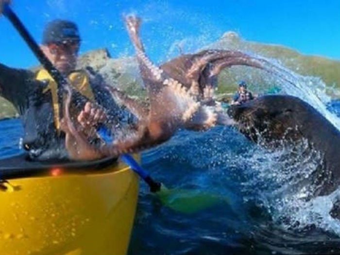 [Video] No es fake: foca "abofeteó" a un hombre con un pulpo