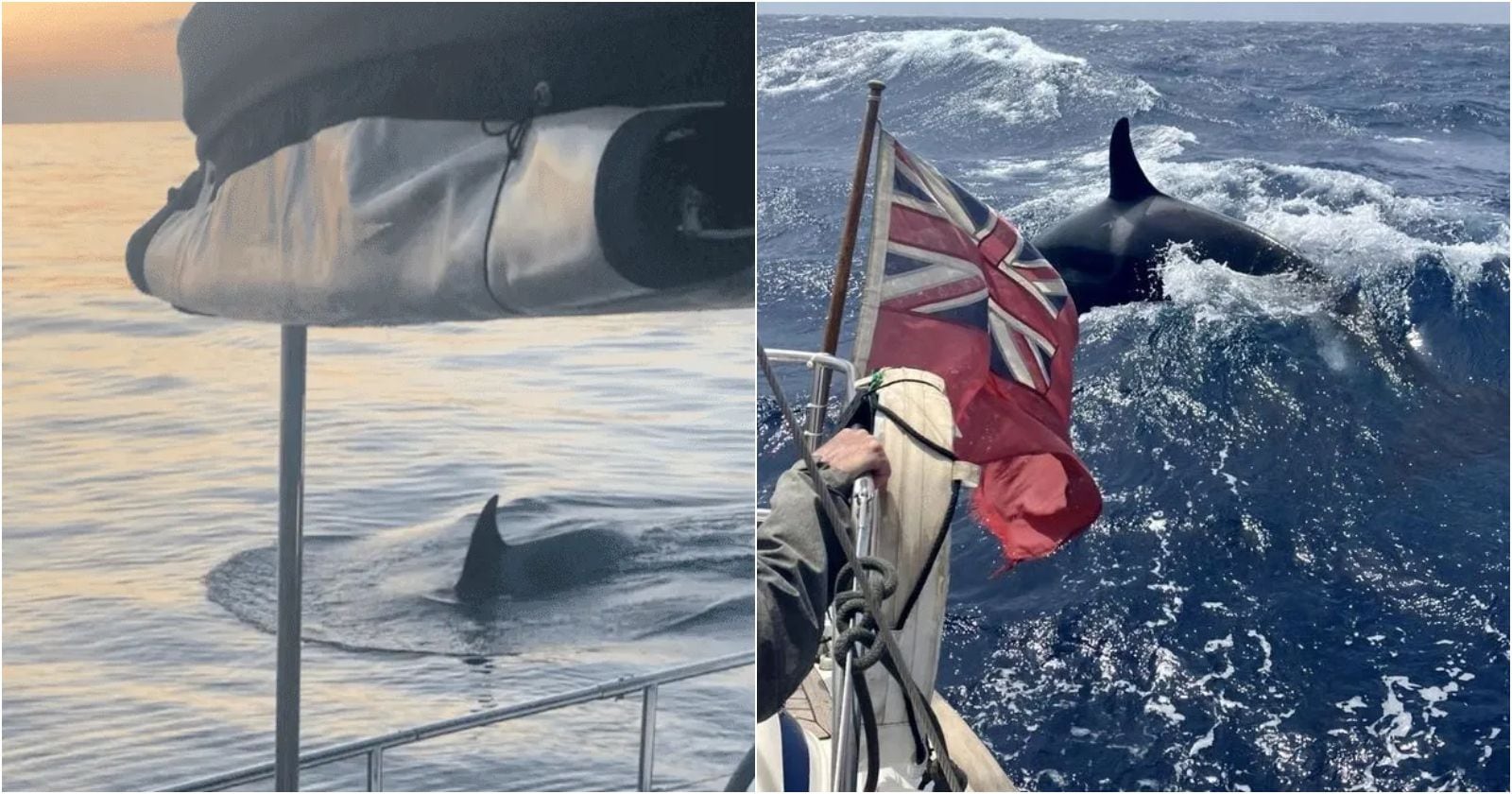 Terror en el mar por orca Gladis: le está enseñando a otras ballenas a hundir barcos