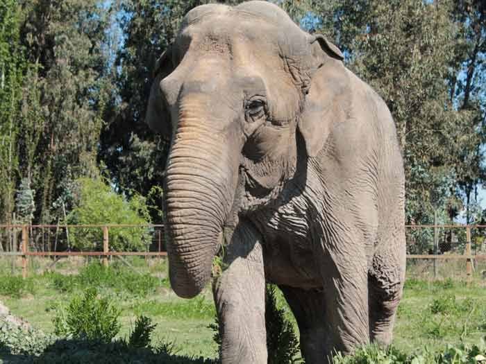 Concretan traslado de Ramba a Santuario de Elefantes en Brasil