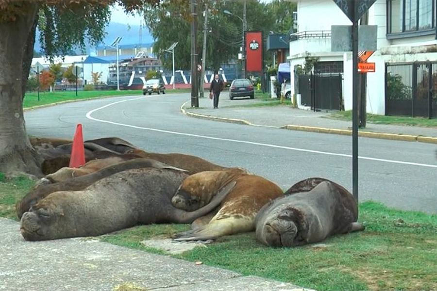 Con el ingenio popular buscan "espantar" a lobos marinos