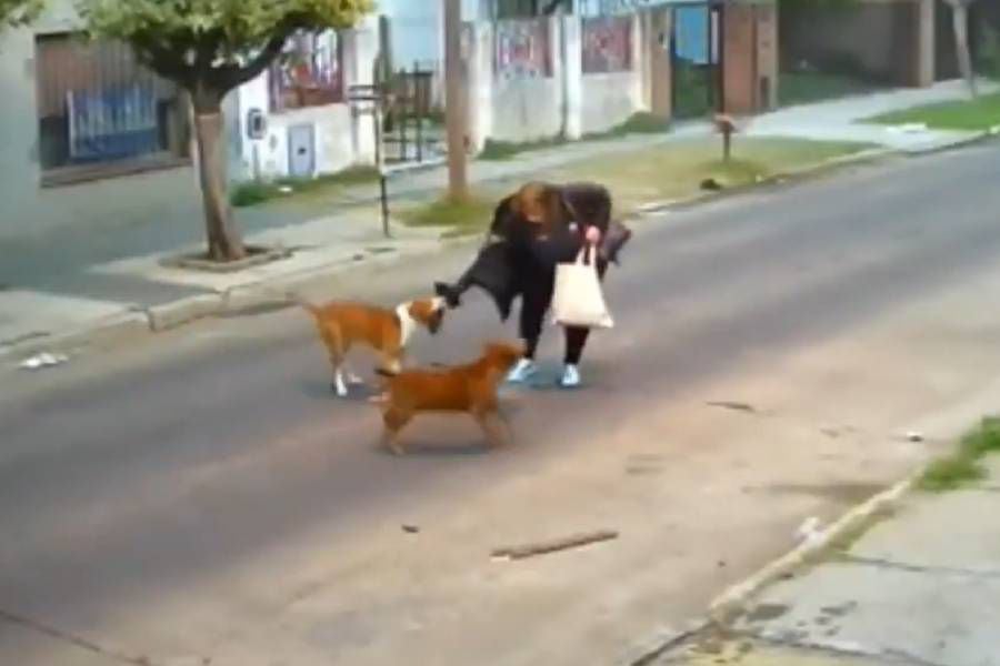 Fuertes imágenes: mujer sufrió salvaje ataque de tres pitbulls en plena vía pública