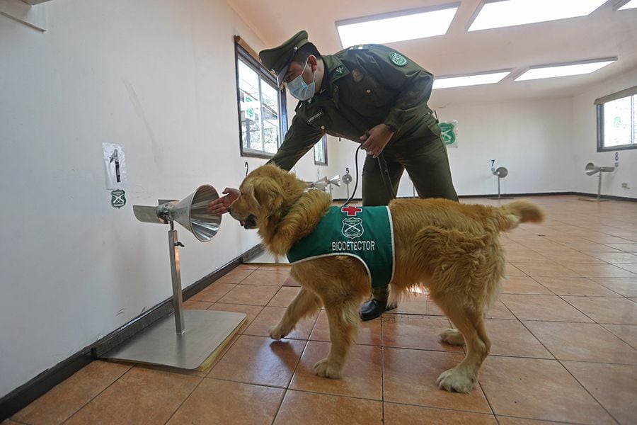 Patrulla anti Covid olfateará para pillar personas con el bicho