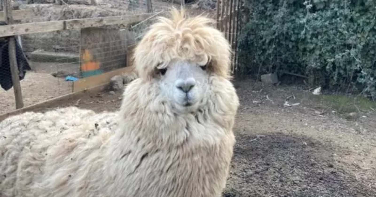 Alpaca Tilín