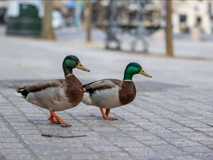 Efecto cuarentena: "Patos buenos" se pasean por las calles parisinas