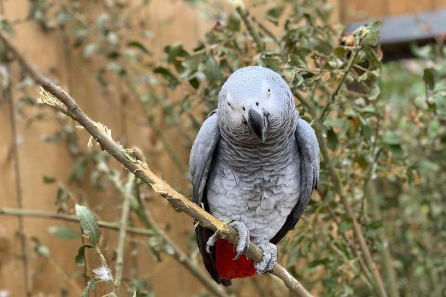 Zoológico tuvo que separar a sus loros porque insultaban a los visitantes