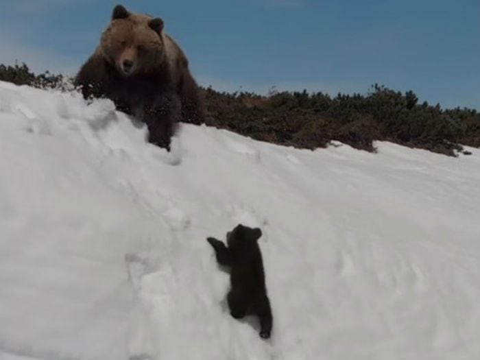 Viral de osos escalando montaña escondía una polémica historia