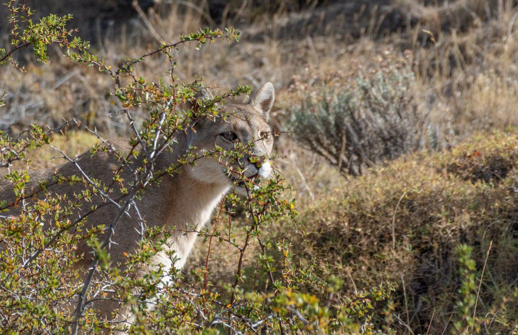 Puma medio oculto