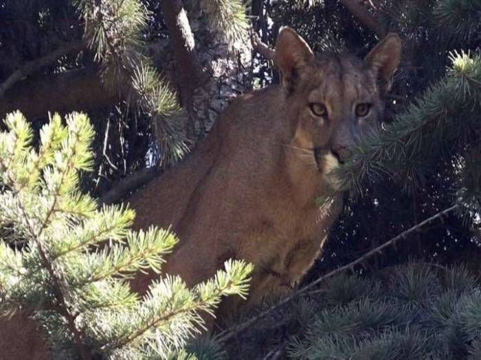 Puma suelto en la ciudad: realizan intenso operativo en Lo Barnechea