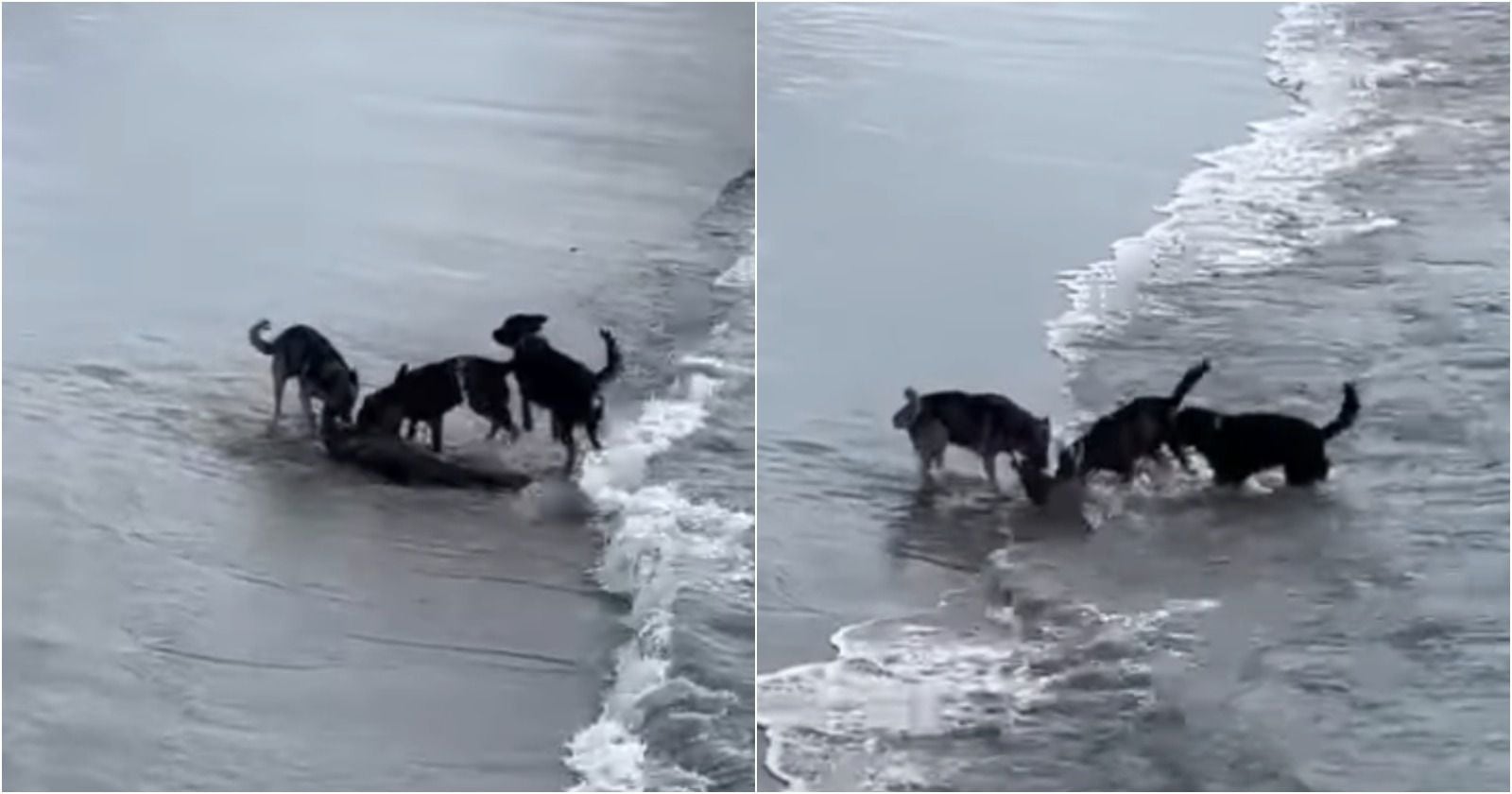 Lobo marino y perros