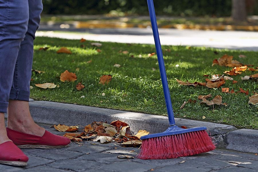 ¿Por qué se están deshojando los árboles en pleno verano?