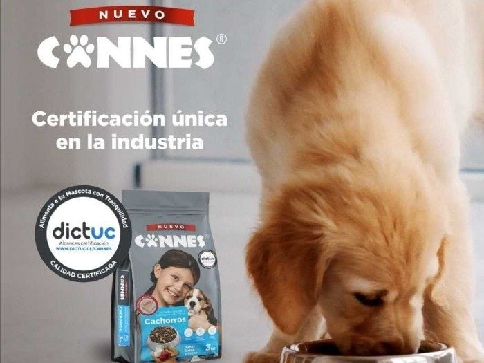 "Cannes Protegidos" La iniciativa de Nuevo Cannes que ofrece atención veterinaria gratuita para tu perro