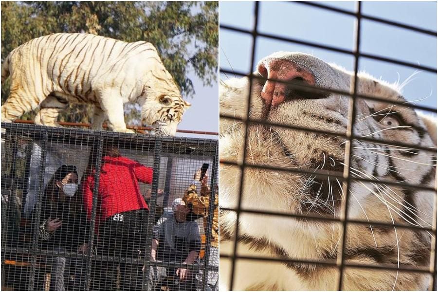 "No maten al tigre": Parque Safari recibe ola de comentarios tras muerte de guía