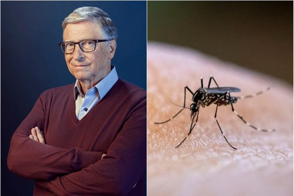 La razón por la que Bill Gates tiene una fábrica en Colombia para producir 30 millones de mosquitos por semana.