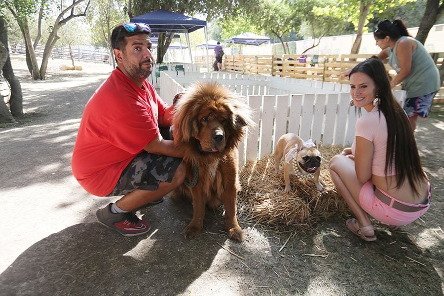 Hasta con velo se casó la perrita de la "Leona"