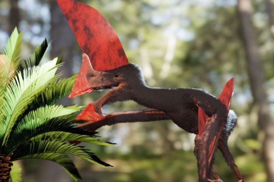 Decomisaron un fósil de dinosaurio volador en excelente estado de conservación tras redada en Brasil