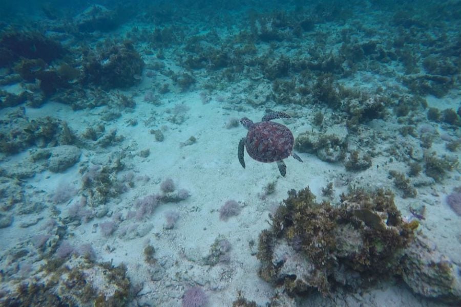 Snorkel en la playa Negril de Jamaica