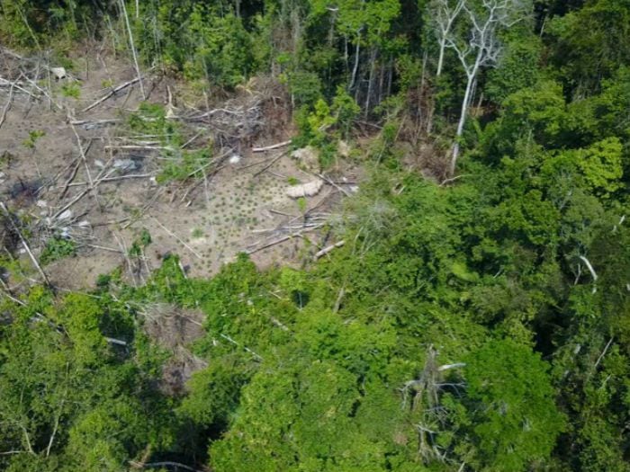 [Video] Drones captan tribu aislada en una selva amazónica