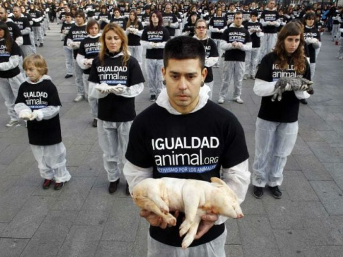 Animalistas piden que se deje de usar frases como "matar dos pájaros de un tiro", entre otras