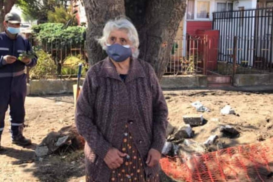 Cumplirán anhelo de abuelita que se aferró a árbol en Talcahuano: no lo cortarán