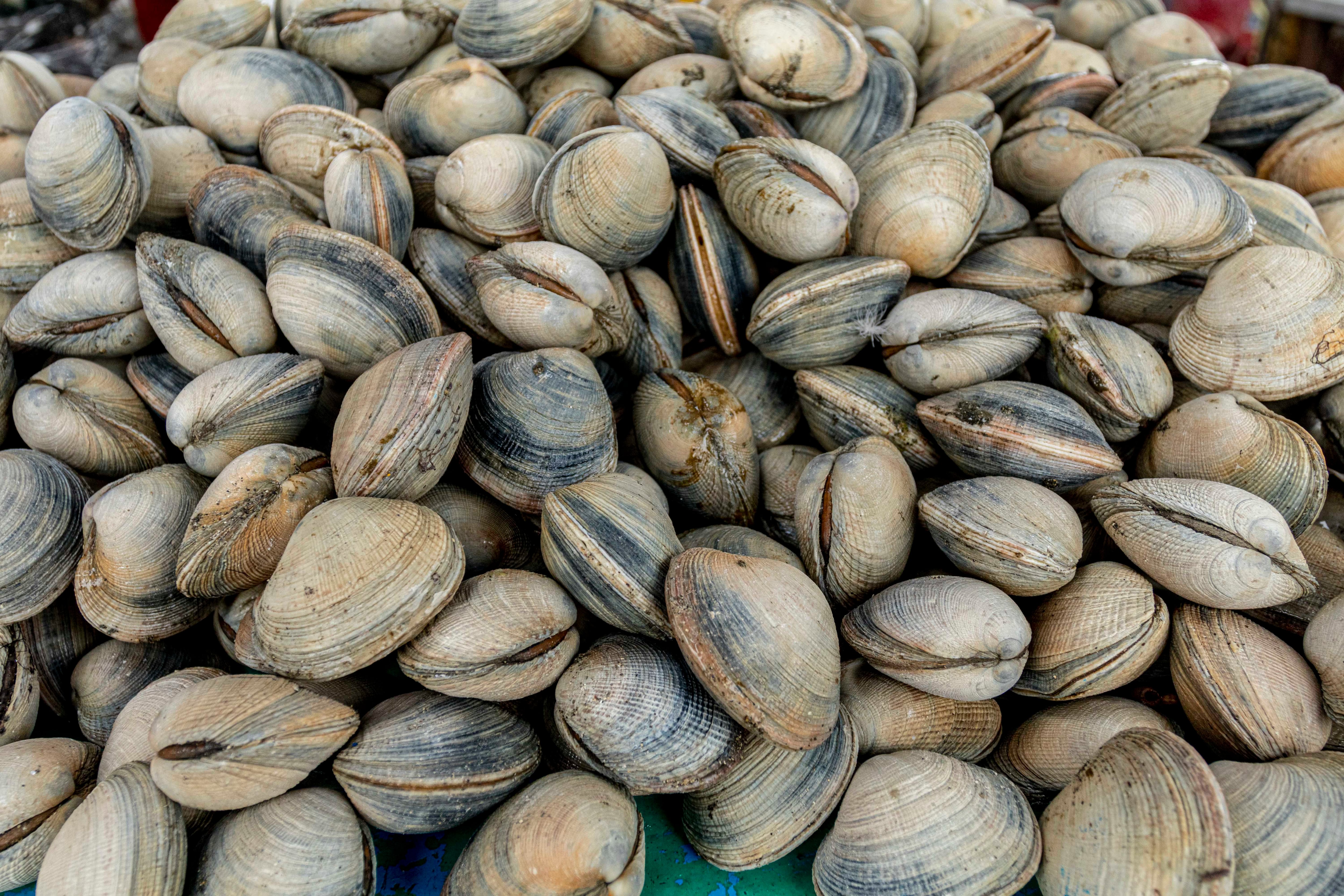 mariscos