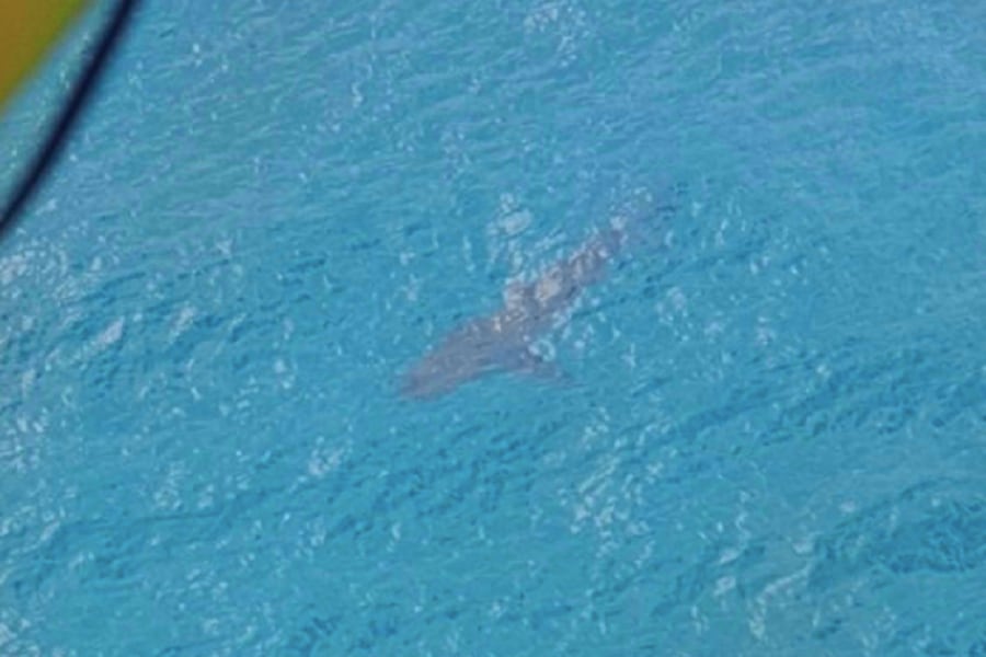 Tiburón blanco de tres metros mató a surfista en Australia