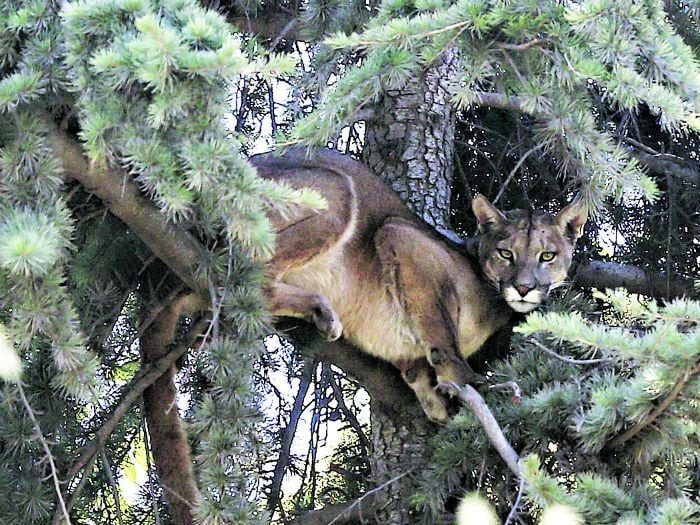 El puma de Lo Barnechea se fue a la punta del cerro