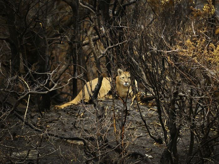 Impacto tras hallazgo de puma que murió de un balazo en Torres del Paine