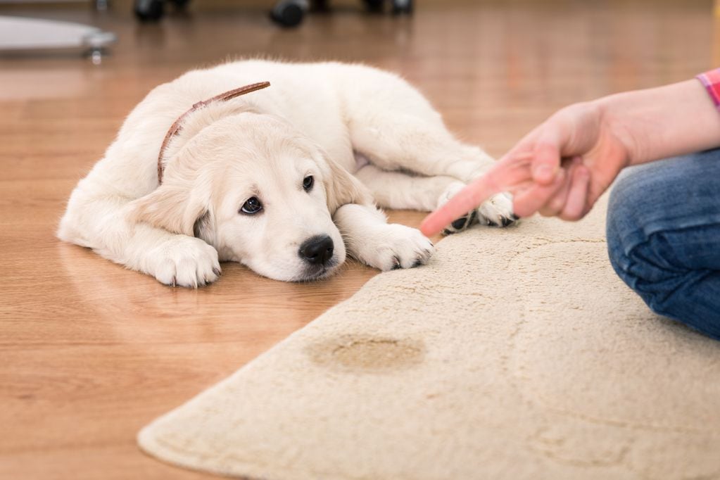 Mascotas marcan territorio dentro de hogares. Foto: Getty Images