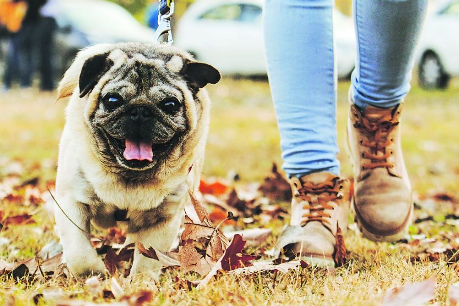 Brutal maltrato dejó al perro Maxi adicto al alcohol