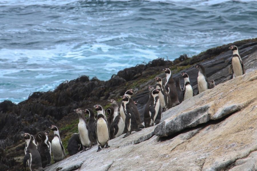 El paraíso de la vida silvestre de Punta de Choros, un santuario marino que resiste en la Región de Coquimbo