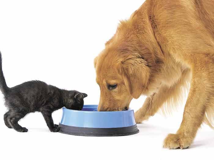 Las diferencias que existen en la comida de perros y gatos