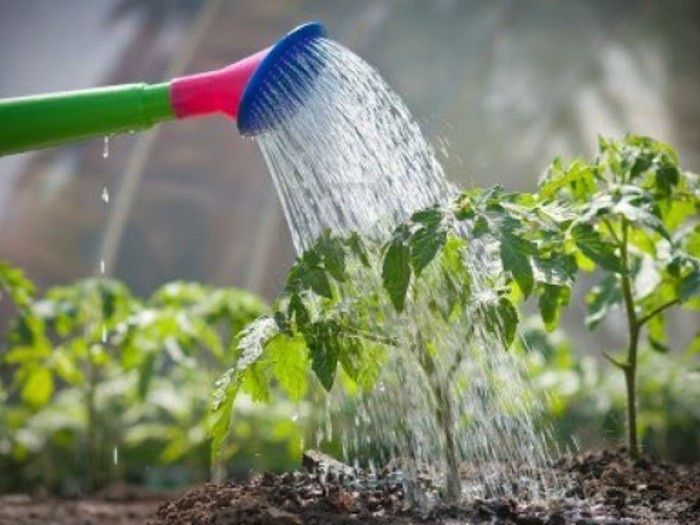 Aproveche las lluvias y arme un buen sistema de regadío