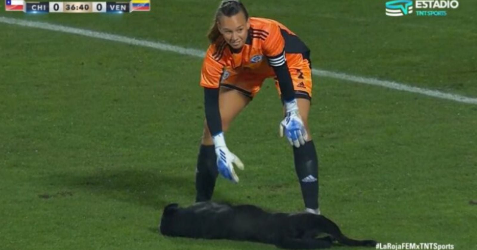 Perro en cancha