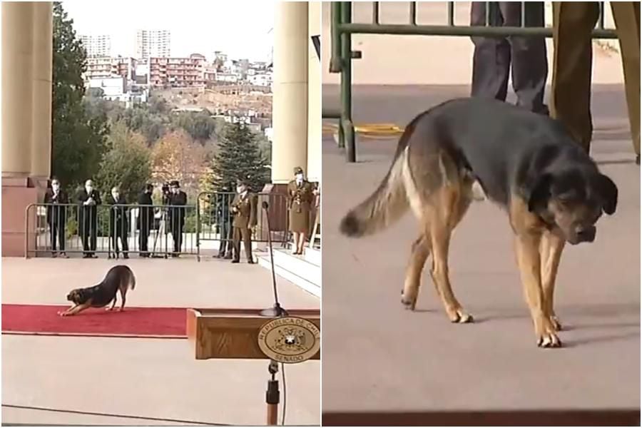 Burló las medidas de seguridad de la cuenta pública: perrito se estiró en la alfombra roja del Congreso