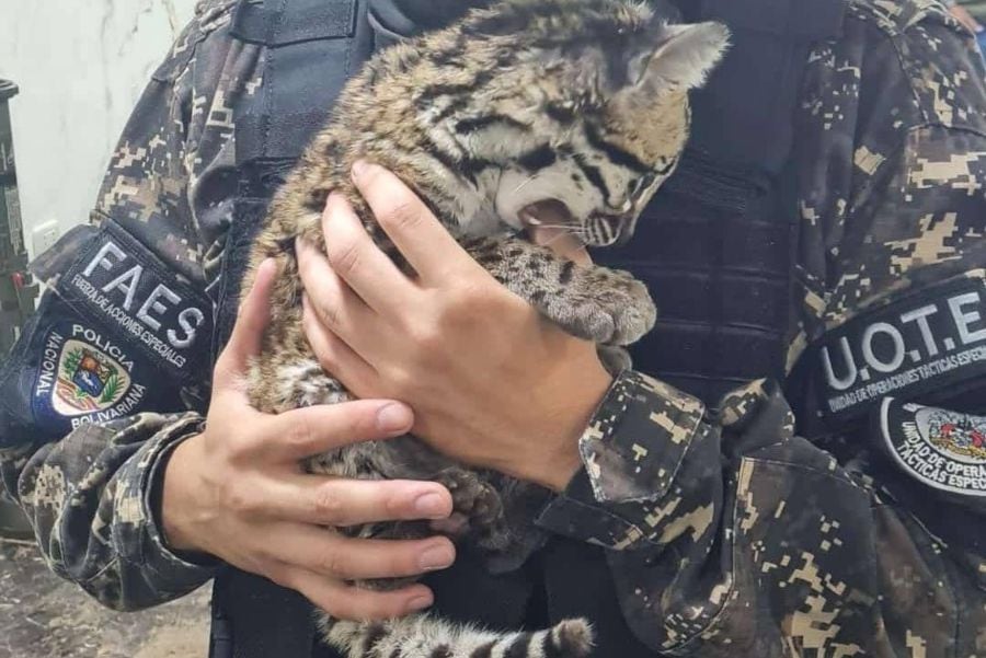 Complejo de Pablo Escobar: revelan que delincuente escondía un caimán bebé y un felino como mascotas